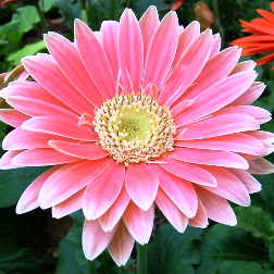 Gerbera
