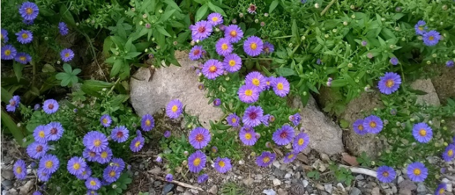 aster bleu