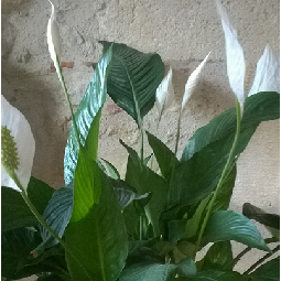 ma plante en fleurs