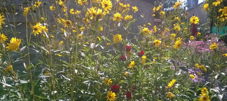 fleurs d'aujourd'hui pour Florence
