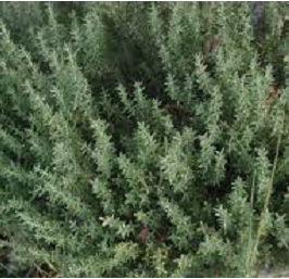 thym du jardin