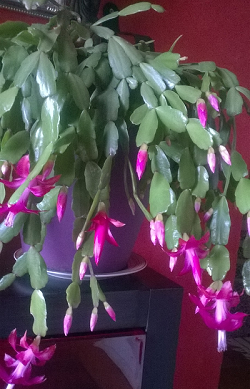 cactus de Noël, schlumbergera