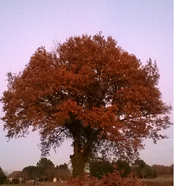 le chêne de ma promenade