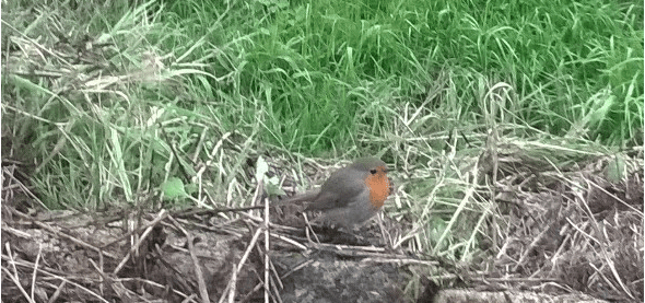 le rouge-gorge du Feng Shui