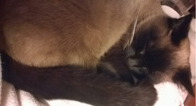 Cahuète, ma chatte,  en pleine action