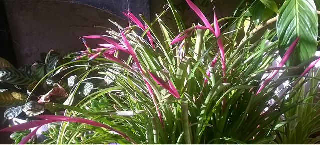 la Billbergia nutans qui fleurit dans mon salon
