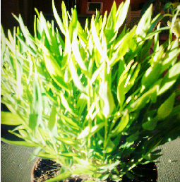 bambou nouvel an 2016