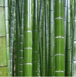 bambous