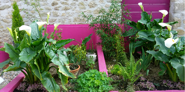 les arums dans les bacs plantés l'année dernière.