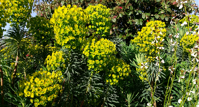 Les Euphorbes du jardin