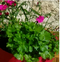 mon persil en pot
