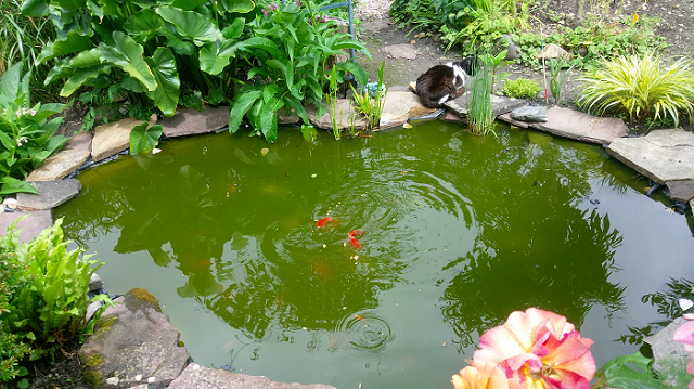 les poissons du  bassin de Michel 