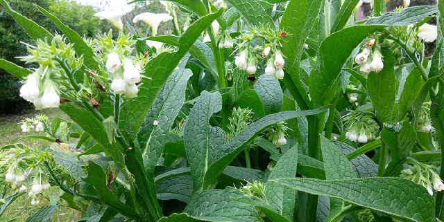 la consoude du jardin
