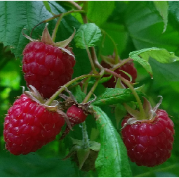 les framboises 