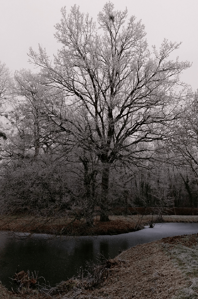 Le chêne de ce matin, le premier Janvier 2017